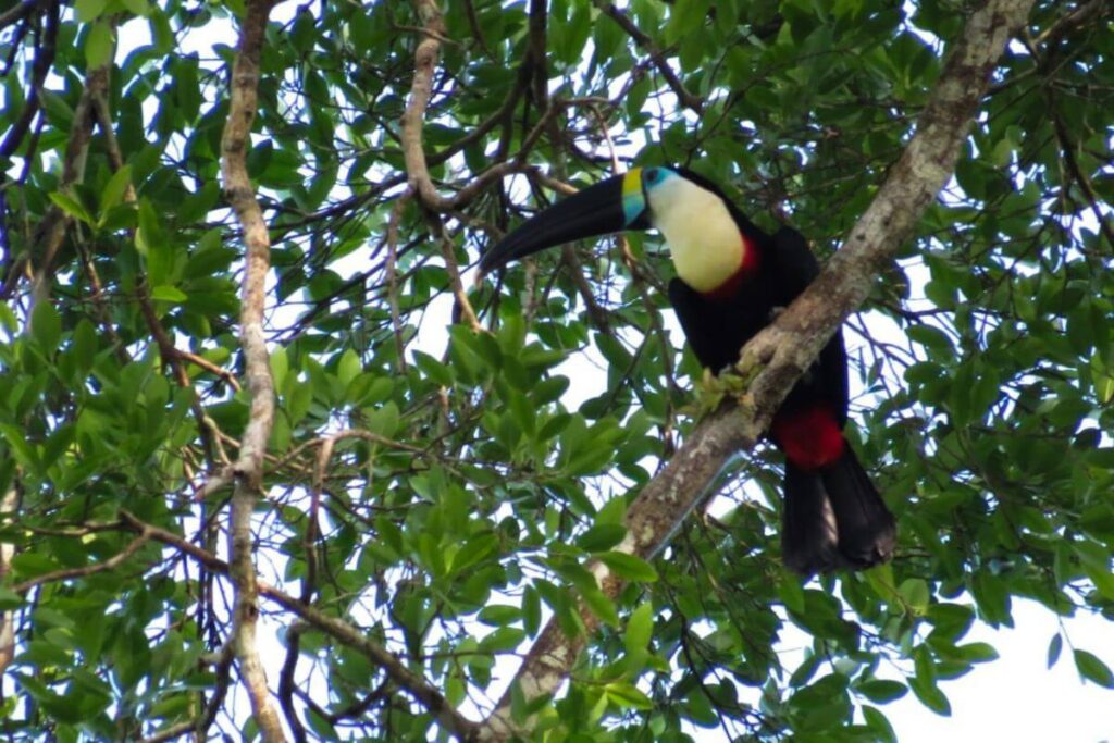 Amazon Tours Ecuador