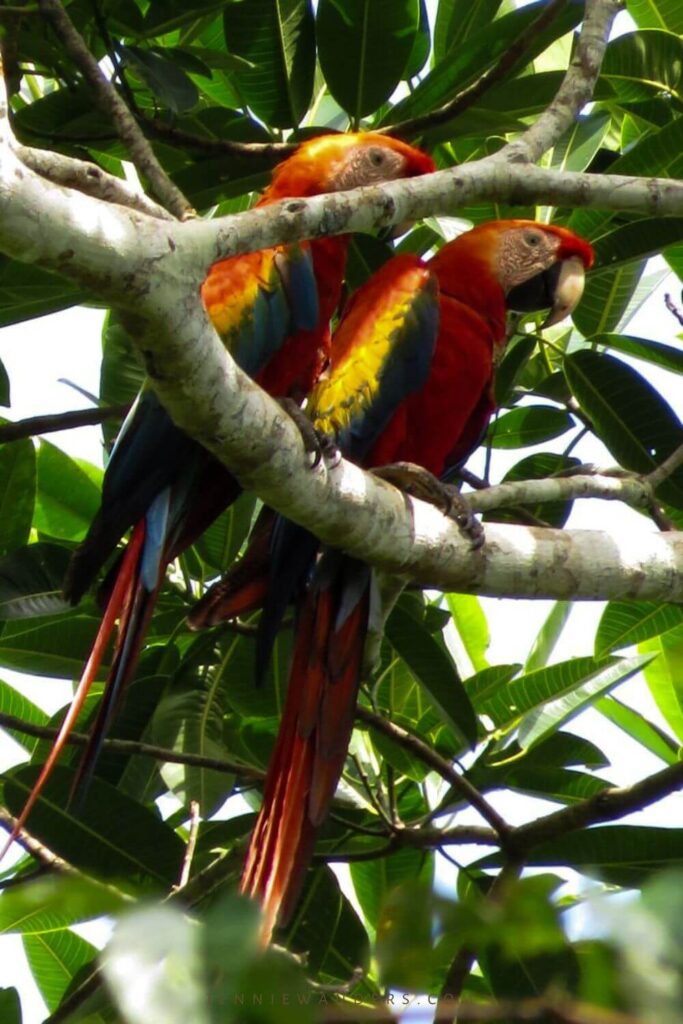 Amazon Tours Ecuador