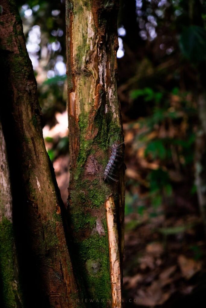 Amazon Tours Ecuador