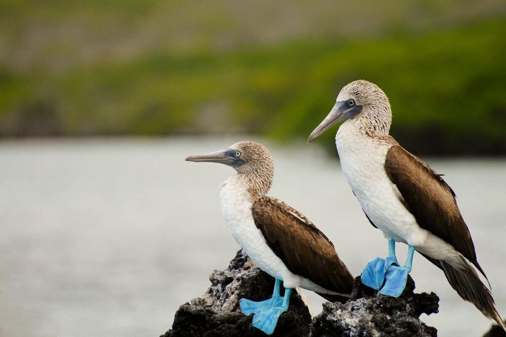 Quito to the Galapagos