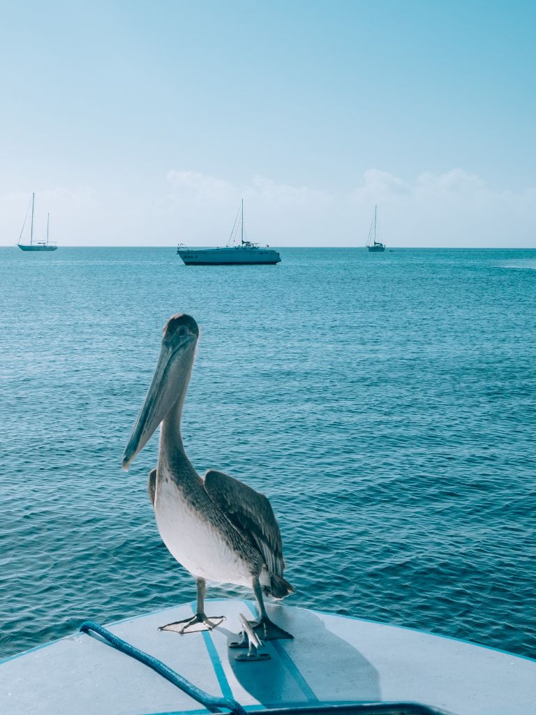 29 AMAZING Things To Do In Caye Caulker Belize (2023)
