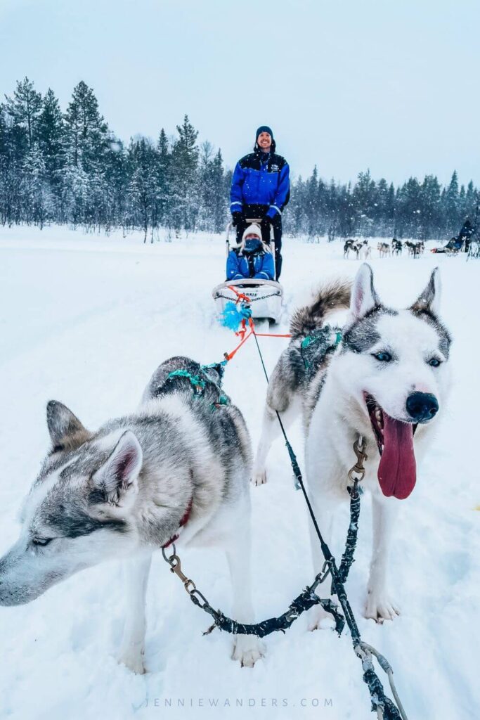 huskey dogs in Finland